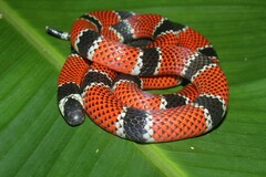 Micrurus corallinus