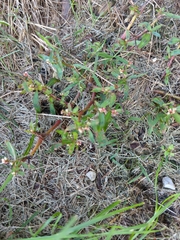 Euphorbia nutans