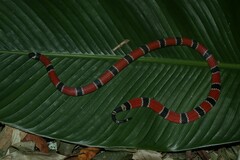 Micrurus corallinus