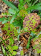 Diplocarpon rosae