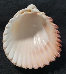 Trachycardium procerum