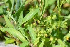 Ocyptamus fuscipennis