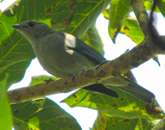 Thraupis sayaca