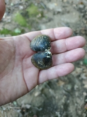 Corbicula fluminea
