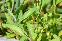 Ocyptamus fuscipennis