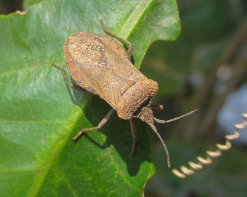 Sethenira uruguayensis