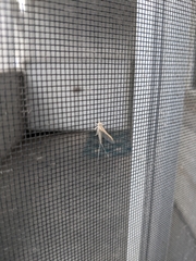 Callibaetis