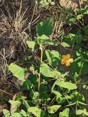 Abutilon wrightii