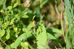 Ocyptamus fuscipennis