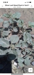 Croton