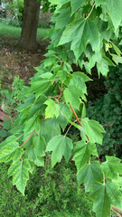 Acer rubrum