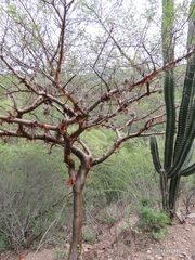 Bursera medranoana