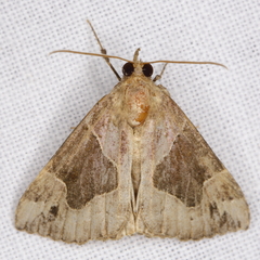 Hypena manalis