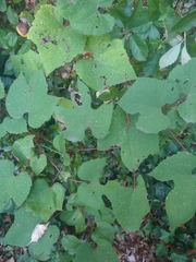 Vitis aestivalis