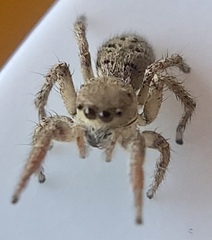 Habronattus coecatus