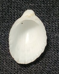 Apiocardia obovalis