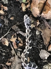 Pantherophis alleghaniensis