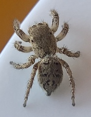 Habronattus coecatus