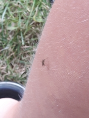 Aedes vexans