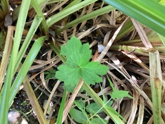 Ranunculus uncinatus