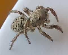 Habronattus coecatus