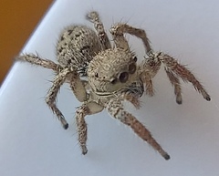 Habronattus coecatus