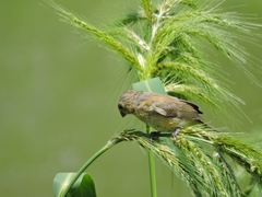 Sporophila torqueola