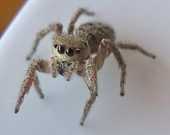 Habronattus coecatus