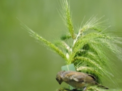 Sporophila torqueola