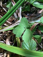 Ranunculus uncinatus
