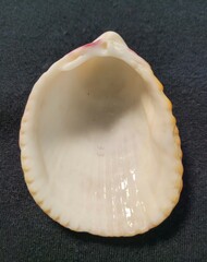 Acrosterigma pristipleura