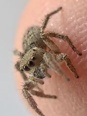 Habronattus coecatus
