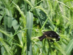 Sporophila torqueola