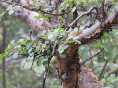 Bursera
