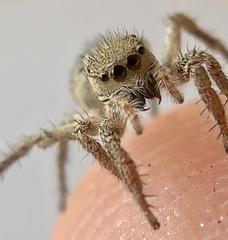 Habronattus coecatus