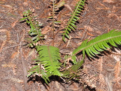 Polystichum munitum