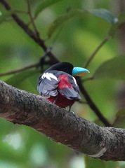 Cymbirhynchus macrorhynchos