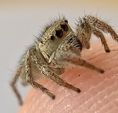 Habronattus coecatus