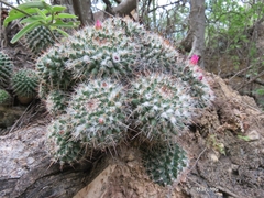 Mammillaria