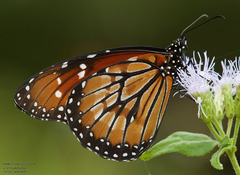 Danaus eresimus