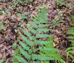 Athyrium asplenioides