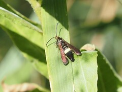 Carmenta pyralidiformis