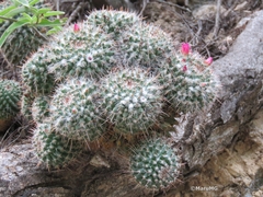 Mammillaria