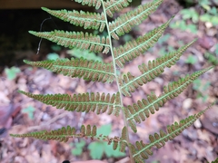 Athyrium asplenioides