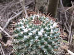 Mammillaria