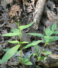 Persicaria minor