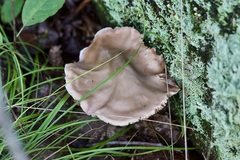 Entoloma strictius