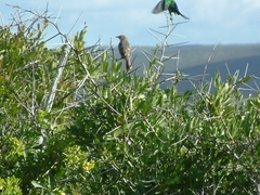 Cisticola subruficapilla