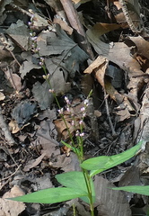 Persicaria minor