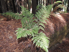 Dryopteris expansa